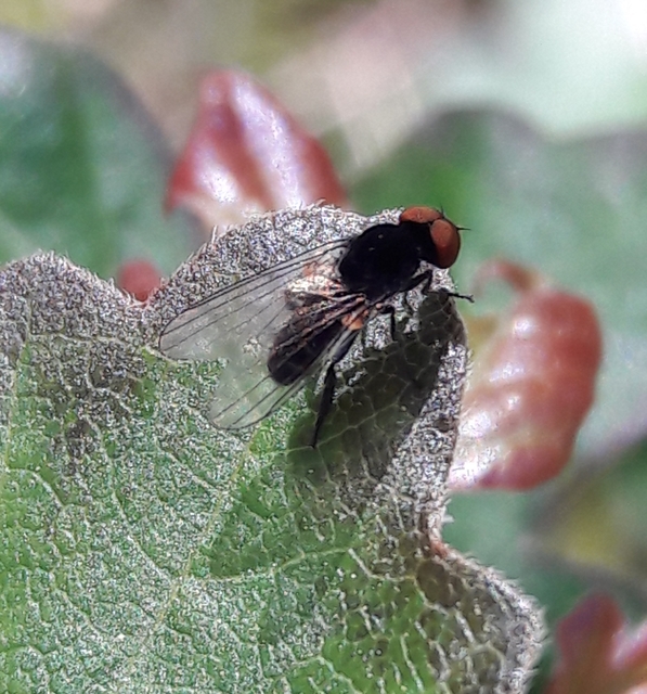 Platypezidae - kormoslegyek