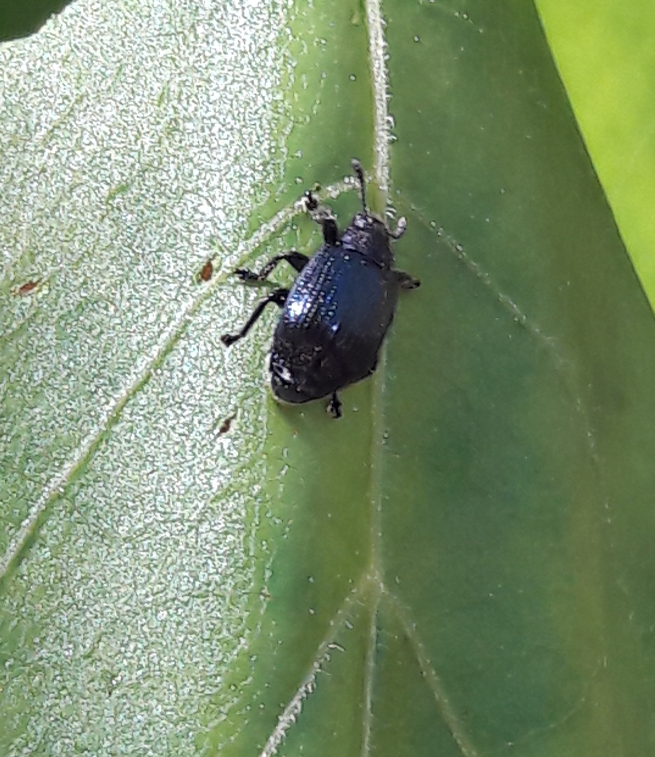 Chonostropheus tristis - juhar-levélsodró