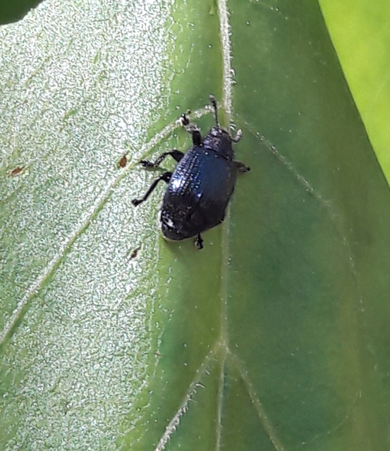 Chonostropheus tristis - juhar-levélsodró Chonostropheus tristis - juhar-levélsodró