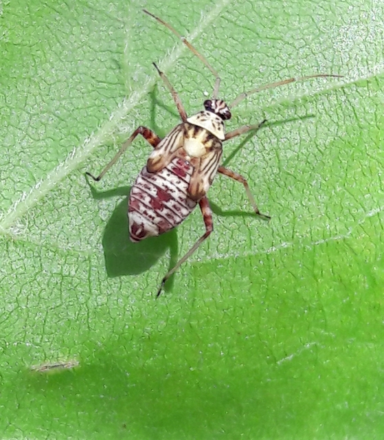 Rhabdomiris striatellus - zebra-mezeipoloska