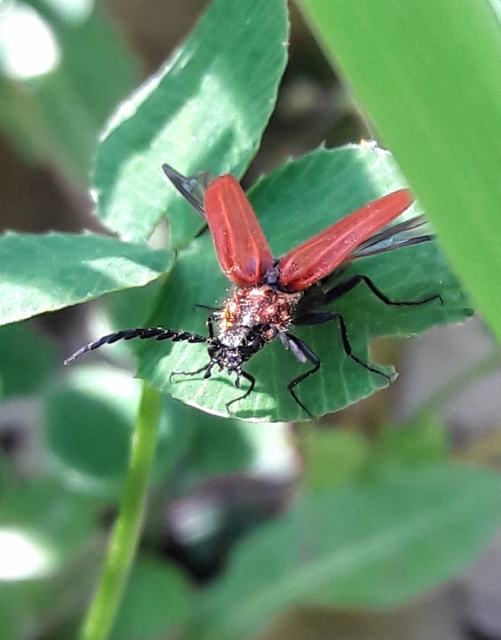 Anostirus purpureus - tűzvörös pattanó