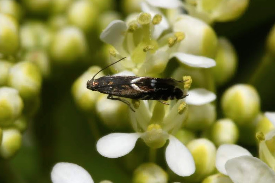 Glyphipterix