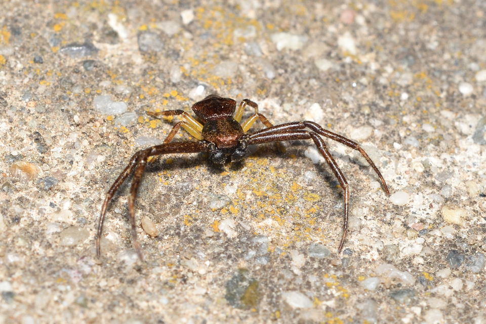 Pistius truncatus - csonka karolópók