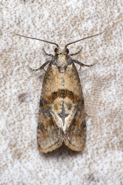 Cochylidia