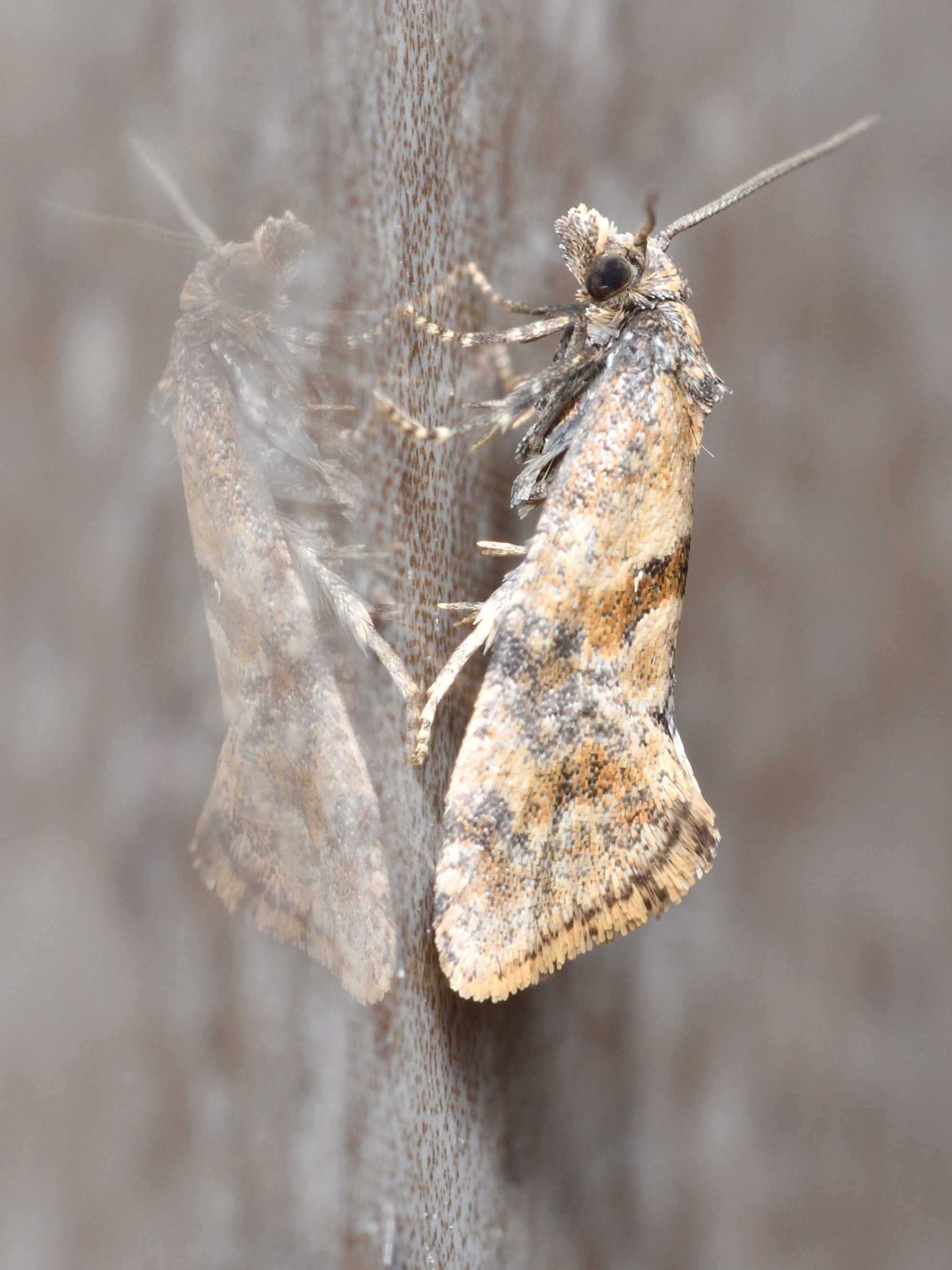 Cochylidia