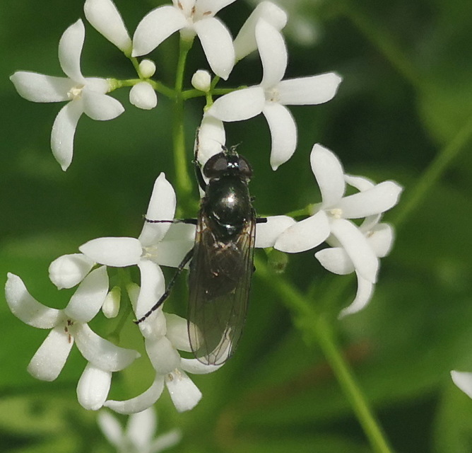 Cheilosia