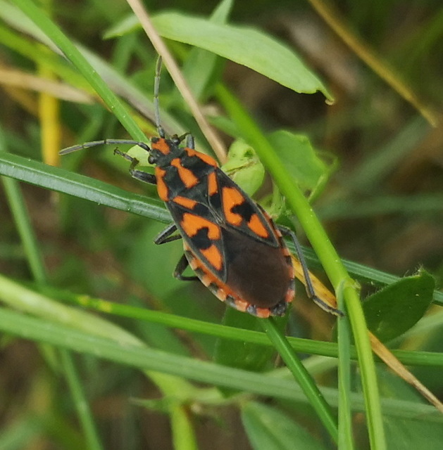 Spilostethus saxatilis - virágbodobács