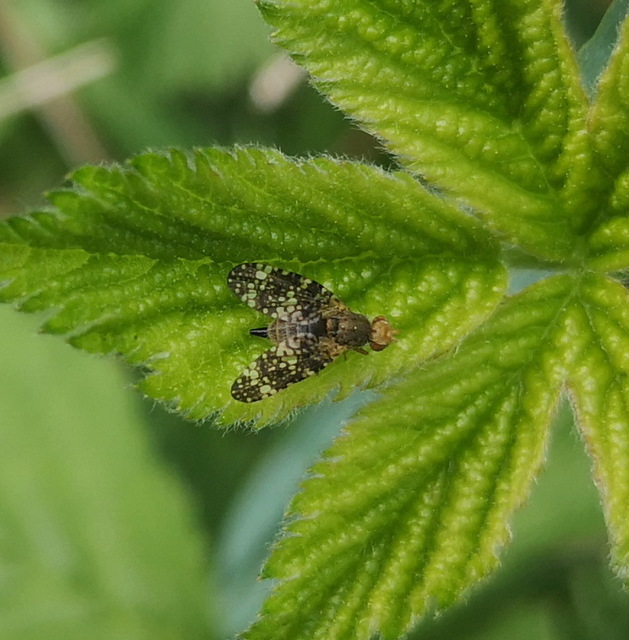 Tephritidae - fúrólégyfélék