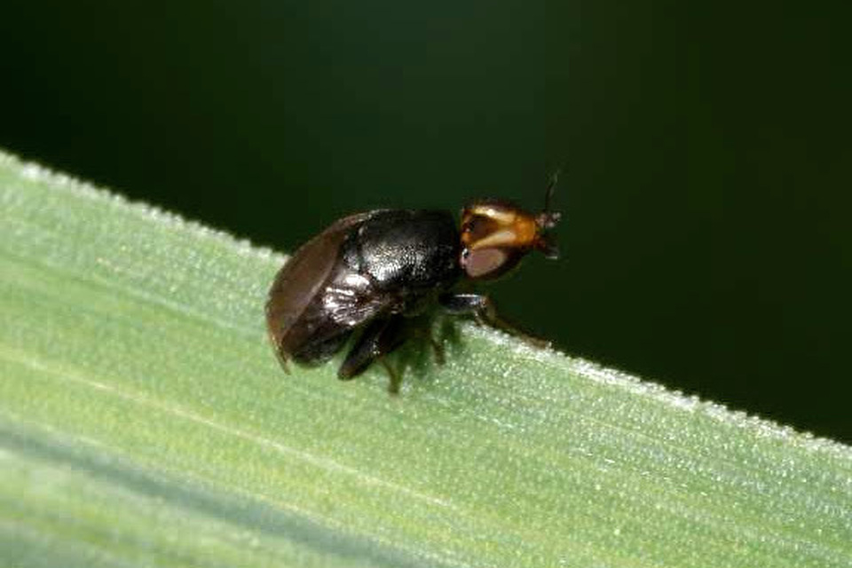 Camarota curvipennis
