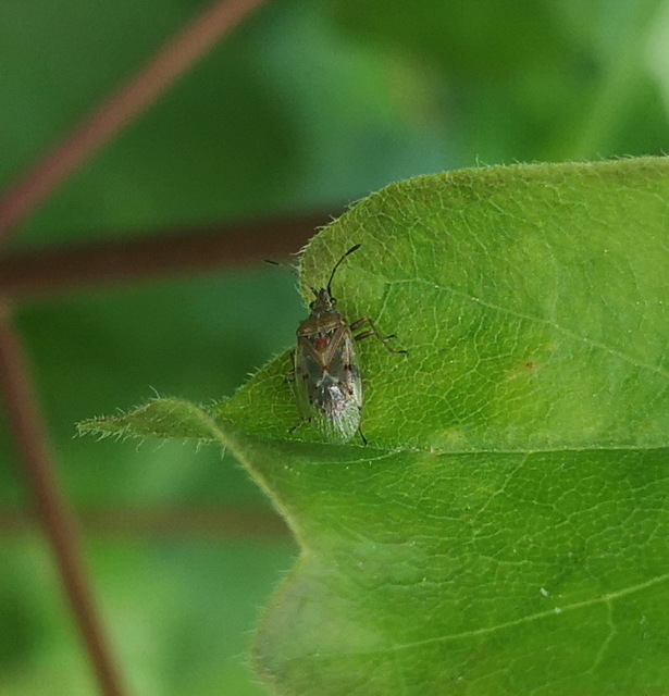 Kleidocerys resedae - nyírbodobács