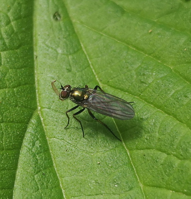 Dolichopodidae - szúnyoglábú legyek