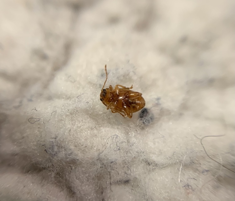 Neocrepidodera ferruginea - közönséges pázsitfű-földibolha