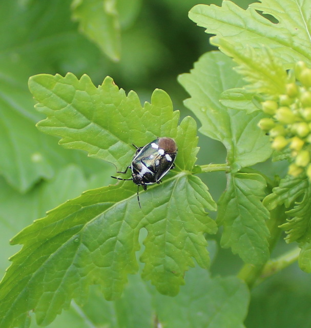 Eurydema oleracea - paréjpoloska Eurydema oleracea - paréjpoloska
