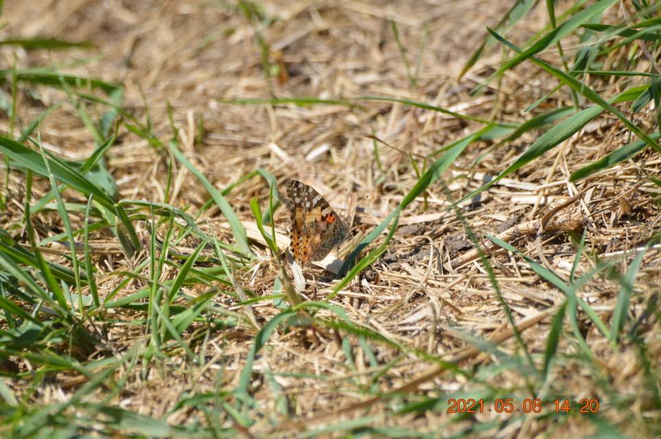 Vanessa cardui - bogáncslepke