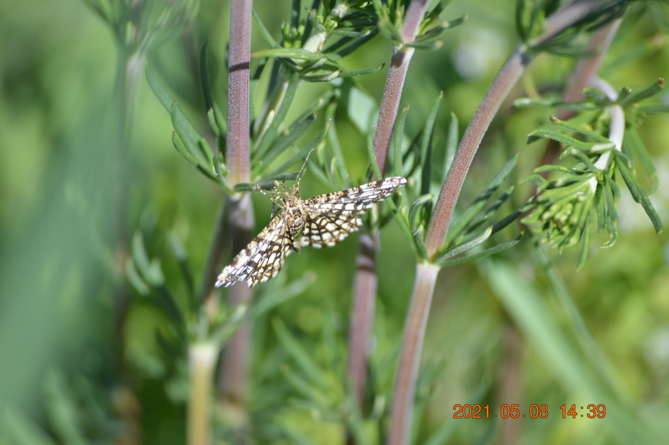 Chiasmia clathrata - rácsos rétiaraszoló