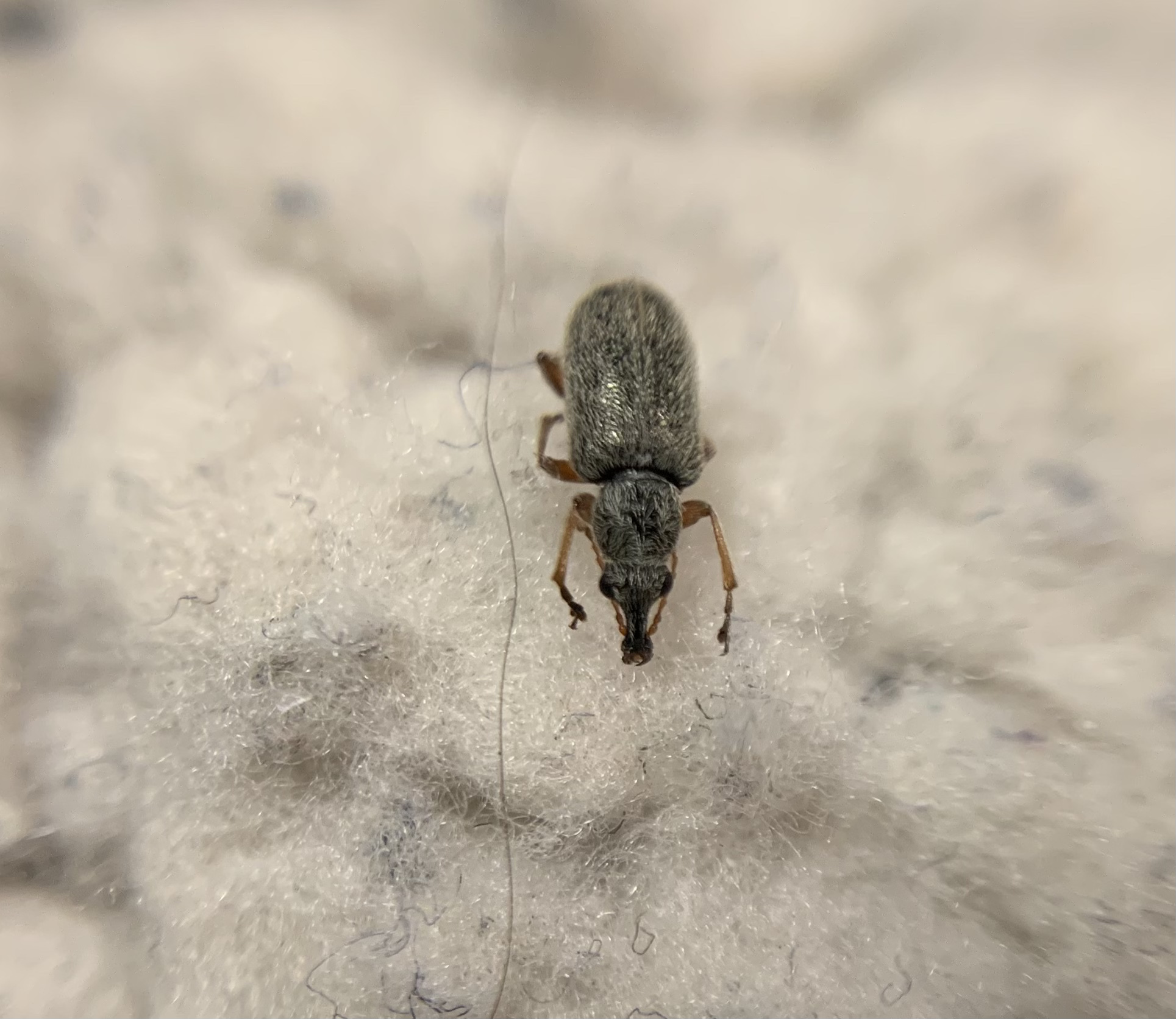 Cimberis attelaboides - fekete fenyő-áleszelény