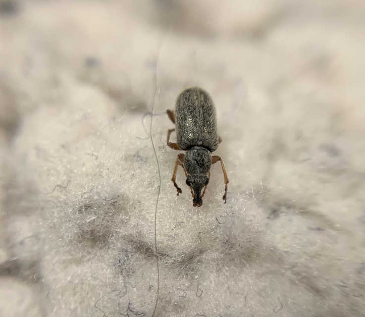 Cimberis attelaboides - fekete fenyő-áleszelény