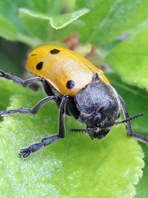 Lachnaia sexpunctata - szőrösnyakú zsákhordóbogár