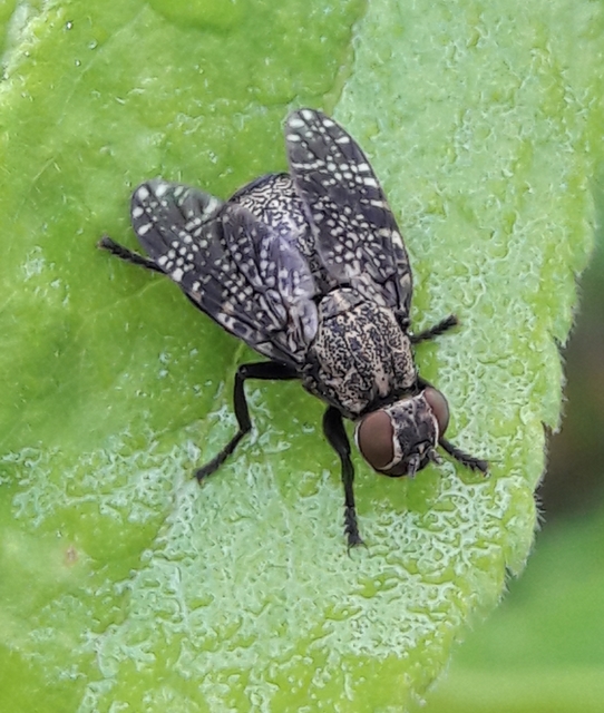 Platystoma seminationis