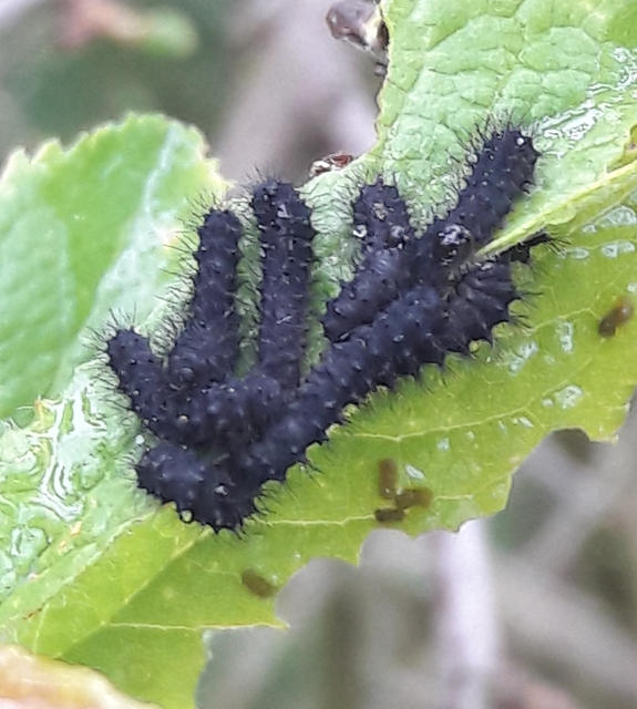 Saturnia pavoniella/pavonia