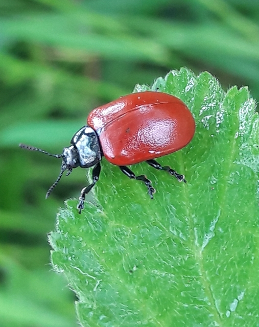 Chrysomela populi - nagy nyárlevelész Chrysomela populi - nagy nyárlevelész
