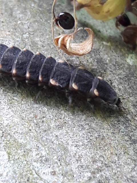 Lampyris noctiluca - nagy szentjánosbogár