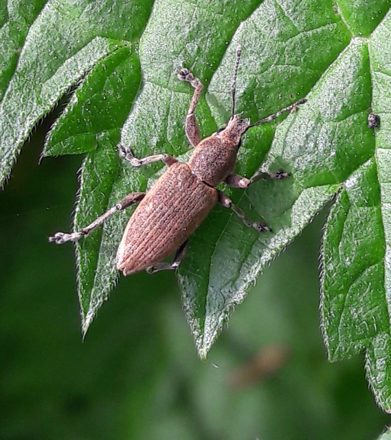 Tanymecus palliatus - közönséges hegyesfarúbarkó