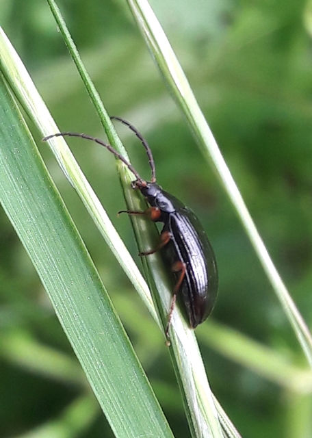 Gonodera luperus - gyászos alkonybogár