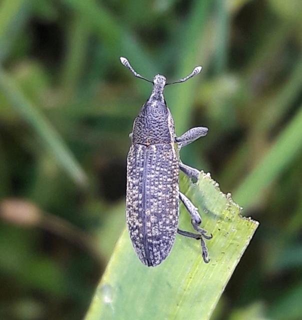Lixus Lixus