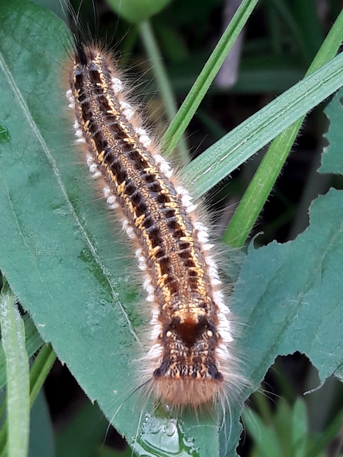 Euthrix potatoria - szomjas pohók