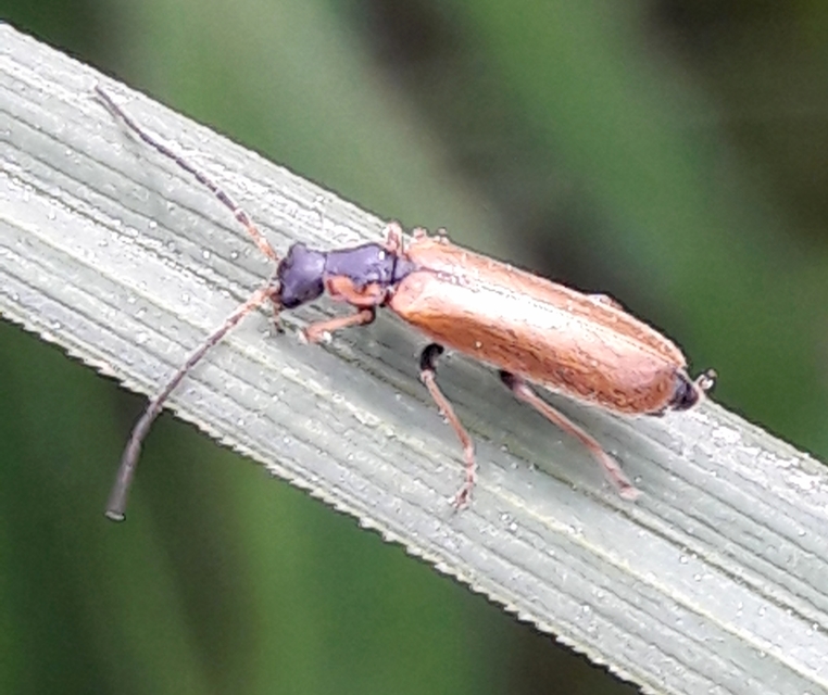 Rhagonycha nigriventris - feketecombú lágybogár Rhagonycha nigriventris - feketecombú lágybogár