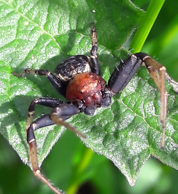 Xysticus luctator - rozsdás karolópók