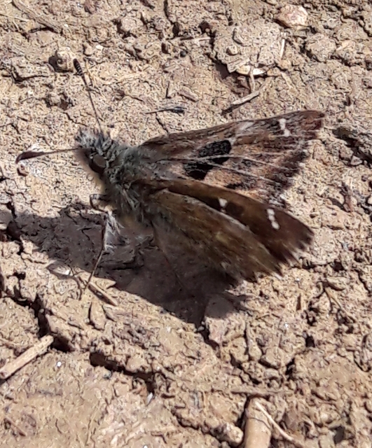 Carcharodus alceae - mályva-busalepke