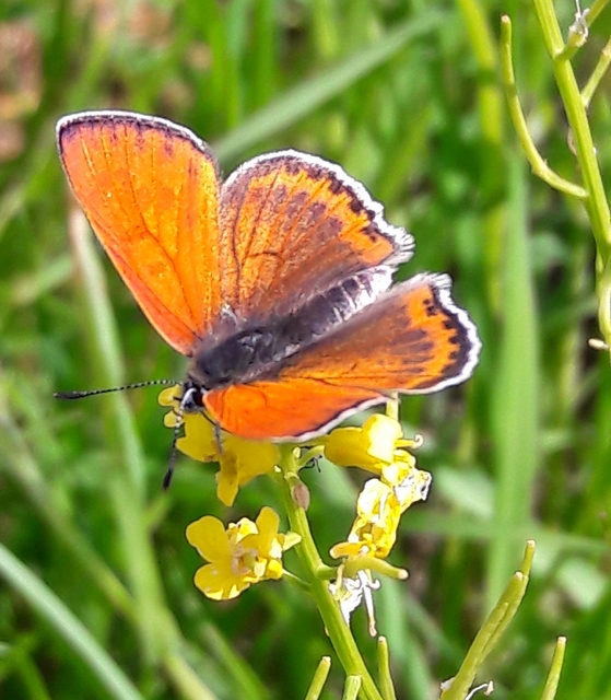 Lycaena thersamon - kis tűzlepke