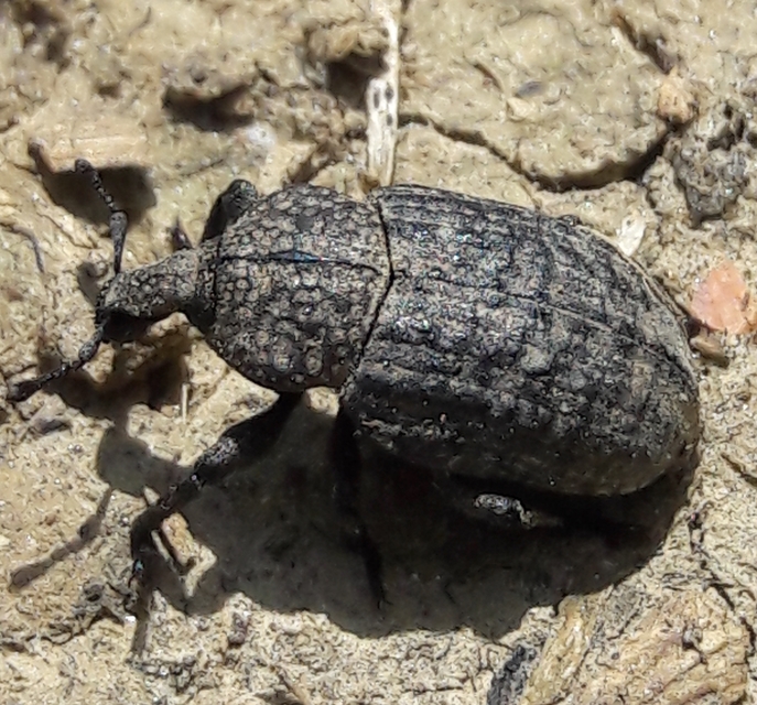 Minyops variolosus - nyugati bordásormányos