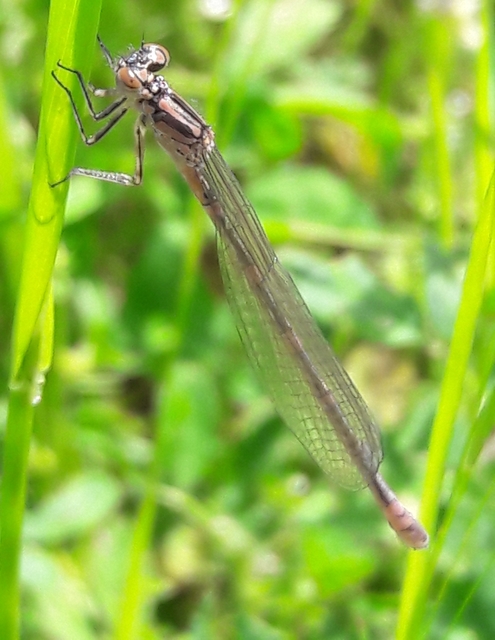 Coenagrion pulchellum - karcsú légivadász