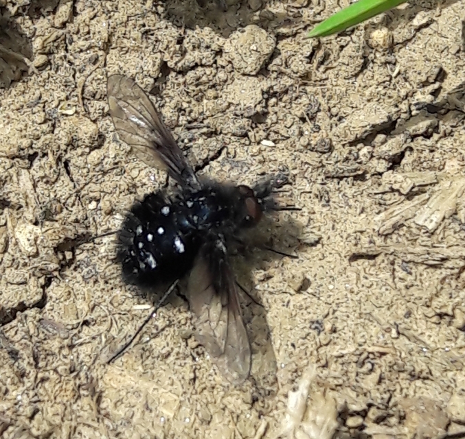 Bombylella atra - ezüstpettyes pöszörlégy