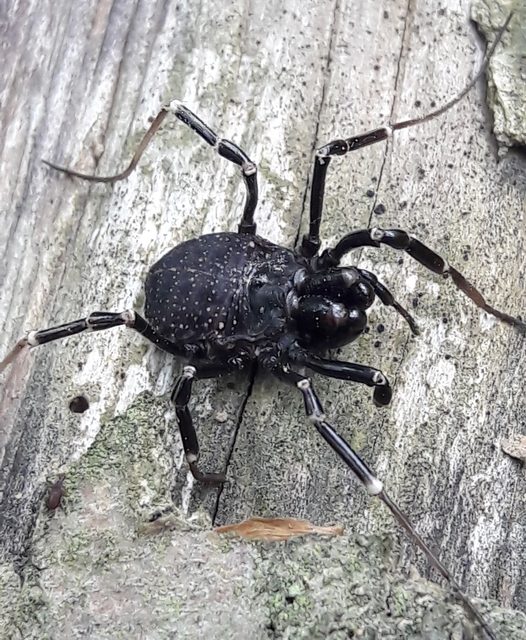Egaenus convexus