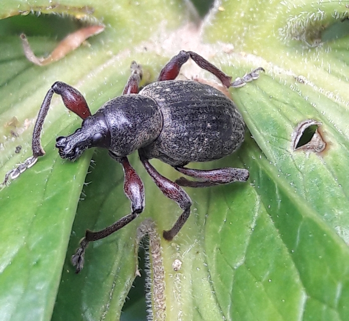 Otiorhynchus hungaricus - magyar gyalogormányos