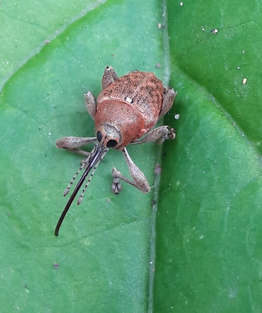 Curculio glandium - tölgymakkzsuzsóka