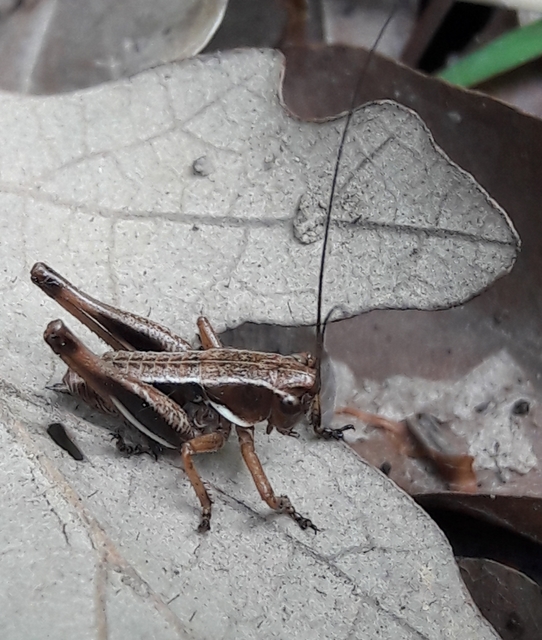 Pholidoptera aptera - nagy avarszöcske