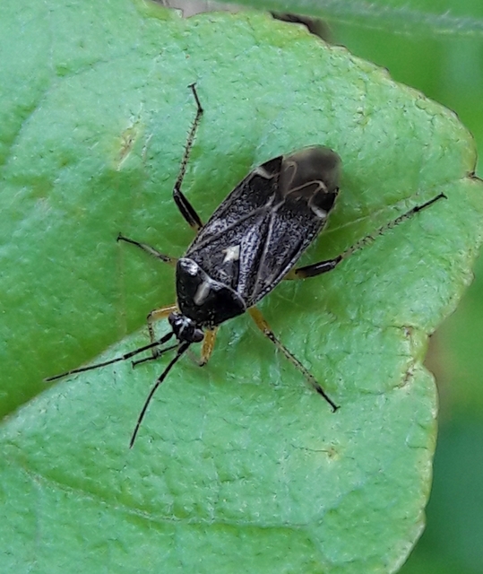 Harpocera