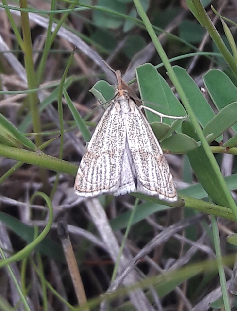 Thisanotia chrysonuchella - tavaszi fűgyökérmoly