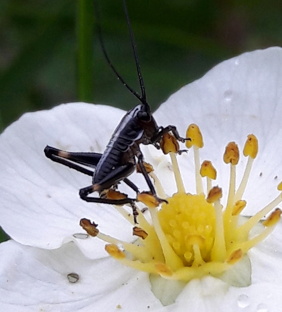 Pholidoptera fallax - galléros avarszöcske