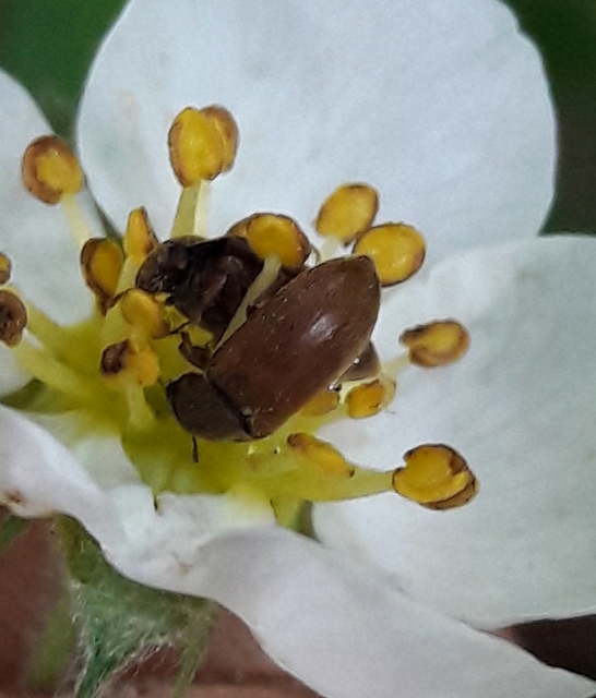 Byturus ochraceus - gyömbérgyökérbogár