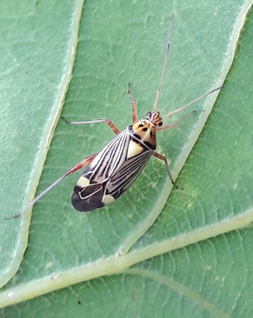 Rhabdomiris striatellus - zebra-mezeipoloska