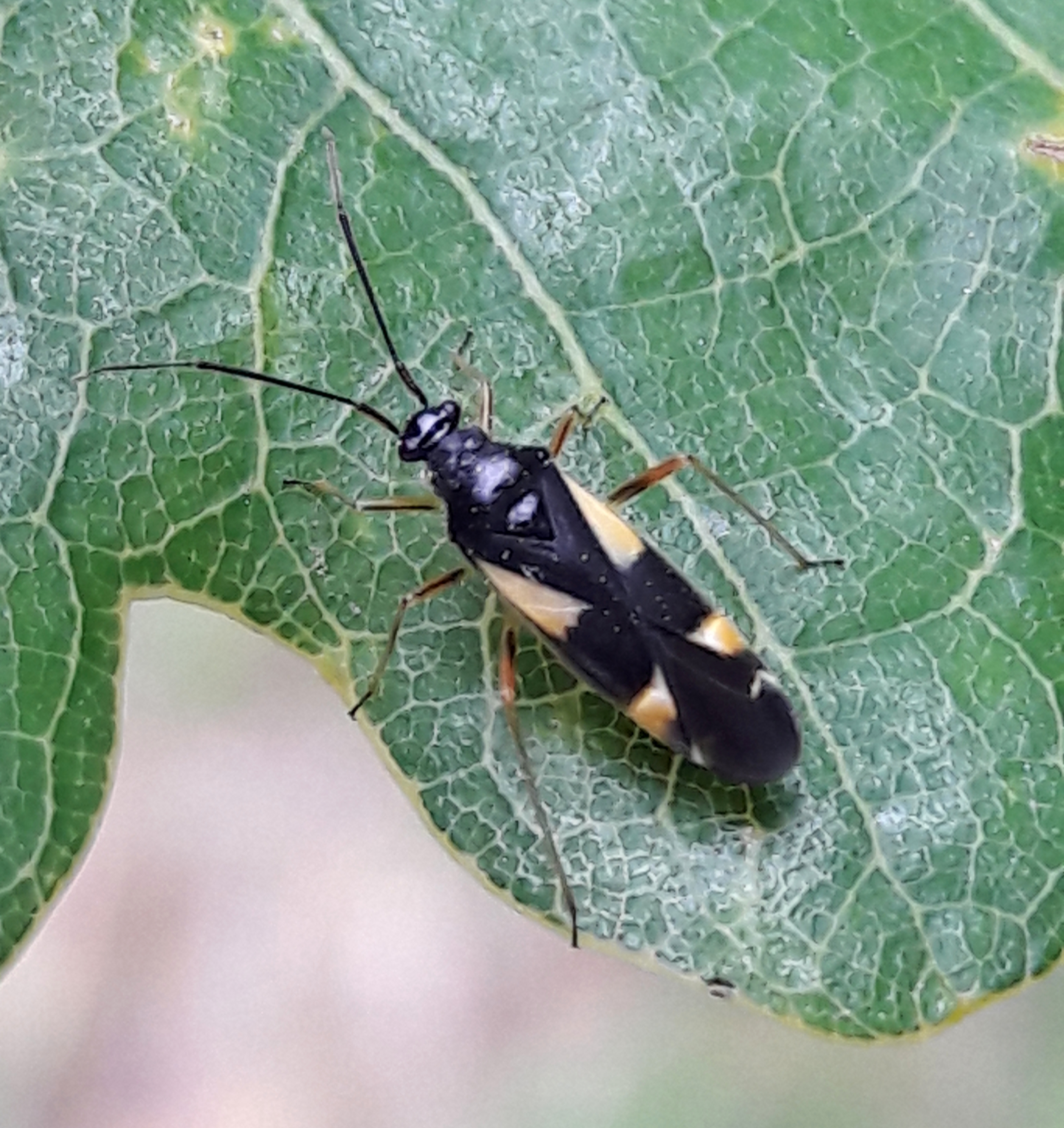 Dryophilocoris flavoquadrimaculatus - sárgafoltos mezeipoloska