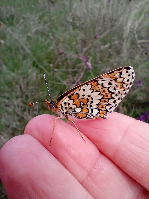 Melitaea cinxia - réti tarkalepke