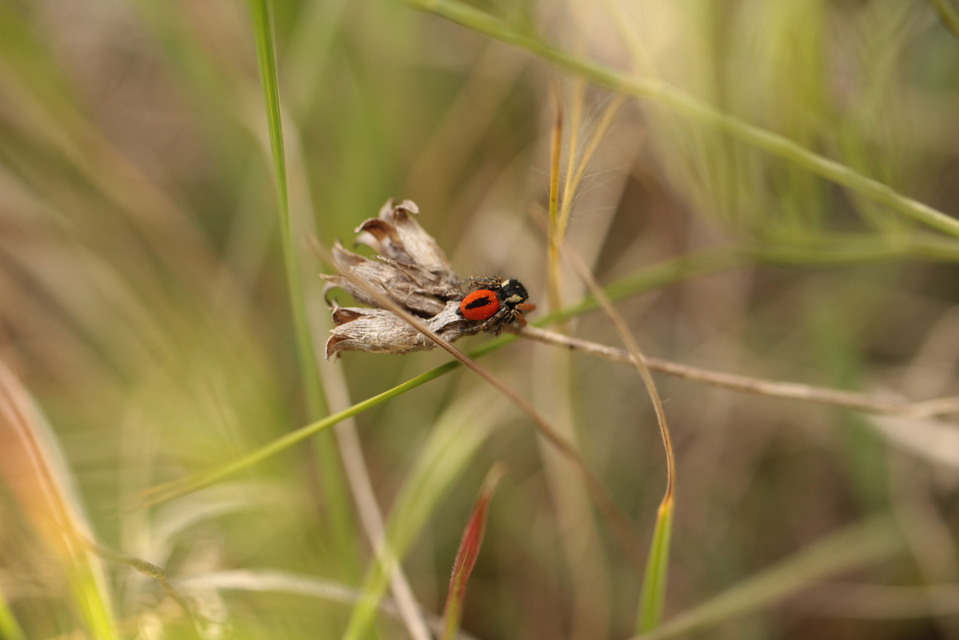 Philaeus chrysops - piros ugrópók