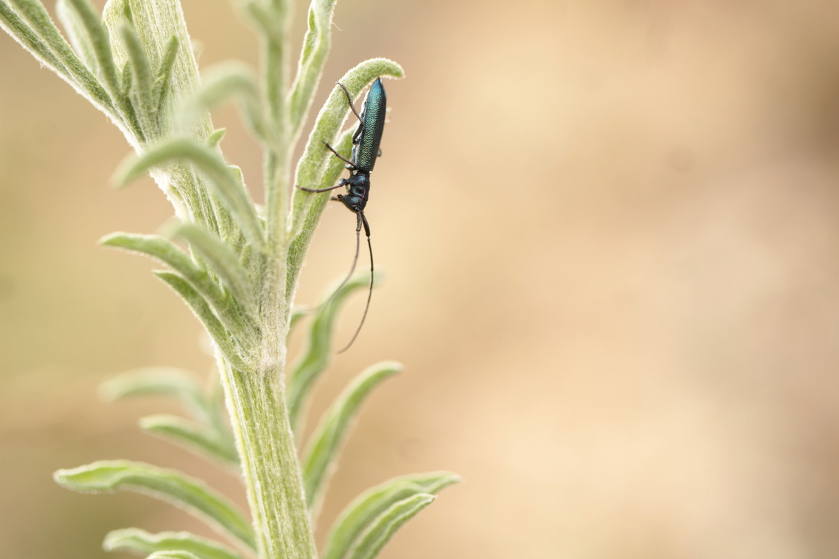 Agapanthiola leucaspis - magyar zsályacincér